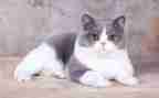 写关于猫的读后感500字精选6篇