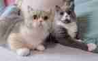 写关于猫的读后感500字5篇