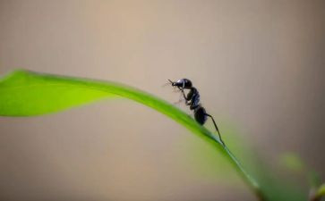 养蚂蚁教学反思6篇