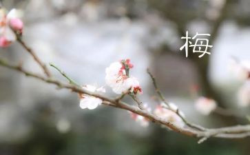 丁立梅读后感6篇