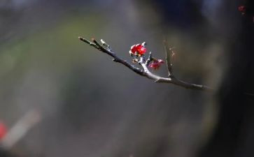 踏雪寻梅音乐课教案5篇
