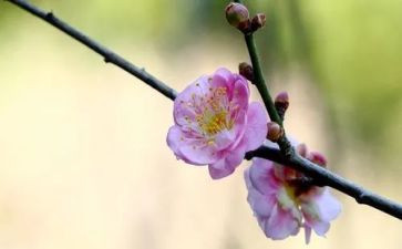梅花赞作文8篇