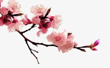 读梅花魂读后感300字5篇