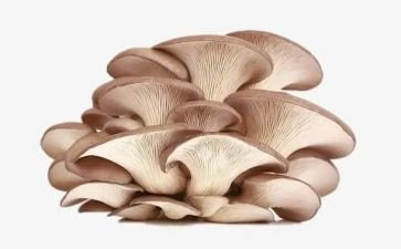《采蘑菇》教案8篇