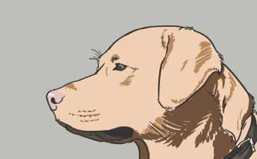 犬的实习报告通用6篇