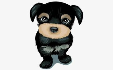 犬的实习报告6篇