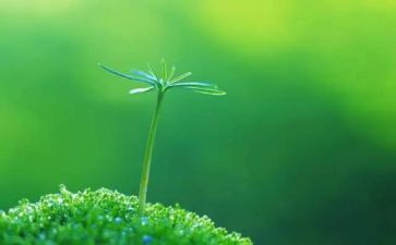 对生命的感悟作文6篇