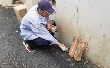 除四害工作总结范文8篇