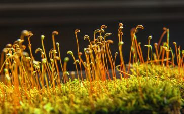苔的读后感作文800字推荐8篇