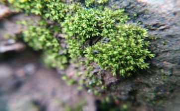 苔古诗读后感推荐5篇