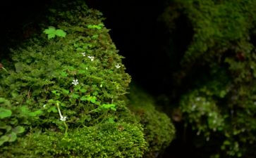 苔的读后感作文600字推荐6篇