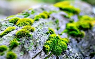 苔古诗读后感8篇