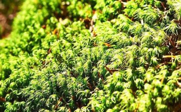 苔古诗读后感优质5篇