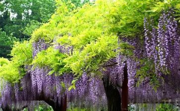 《紫藤萝瀑布》读后感通用7篇