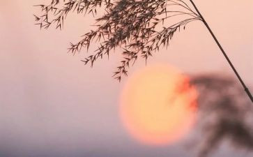 读《骆驼祥子》心得体会5篇