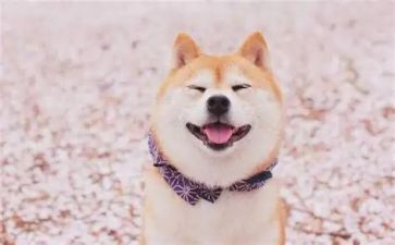 《笑》作文400字优秀作文8篇
