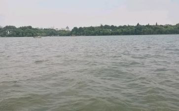 西湖的鱼的作文推荐6篇