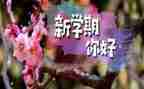 2024年幼儿园园长学期工作计划5篇