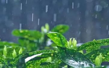 雨霖铃的读后感5篇
