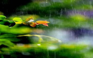 春天的雨优秀作文推荐5篇