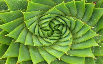 写植物作文500字8篇