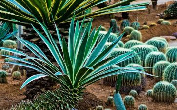 植物作文300字精选6篇