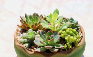 有关写植物的作文600字6篇