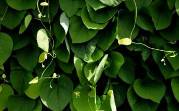 种植物作文200字5篇