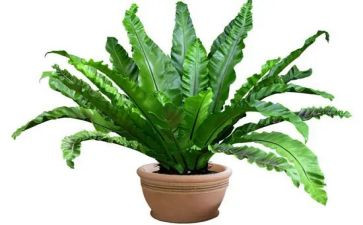 种植物的教案最新8篇