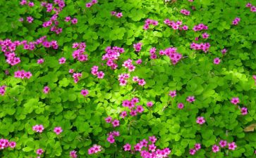 植物作文300字优质5篇