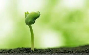 种子在我心中种下作文5篇