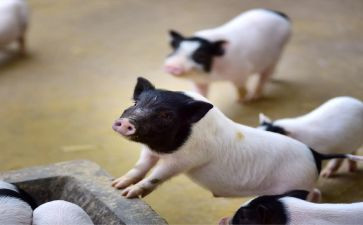捏小猪教案模板5篇